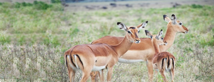 Wildlife Safari Adventures